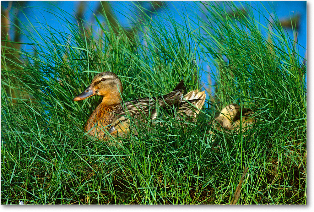 Mallard&Ducklings_ChincoNWR-WLL_2000Jun_K36 copy