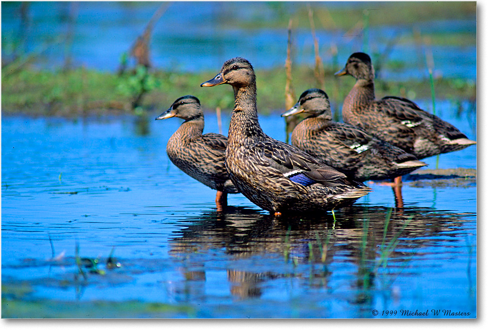 Mallard&Ducklings_ChincoNWR_1999Jun_F24 copy