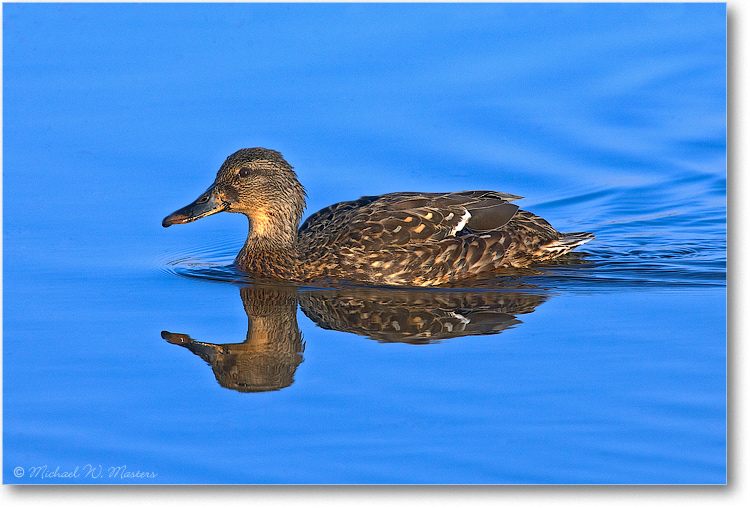 Mallard-Female_E0K8966
