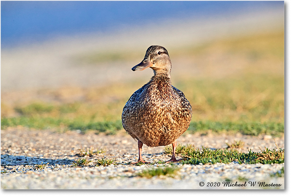 Mallard_2020Jun20_3DXA4092 copy