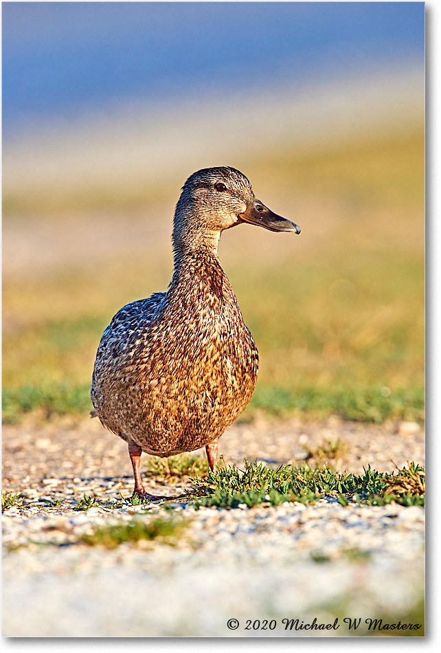Mallard_2020Jun20_3DXA4100 copy