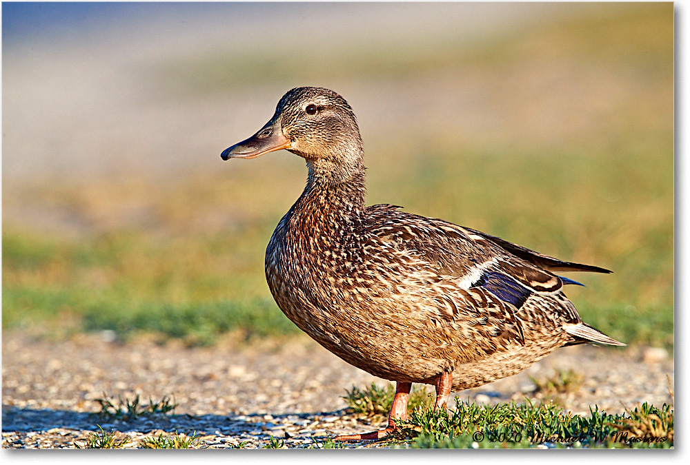 Mallard_2020Jun20_3DXA4114 copy