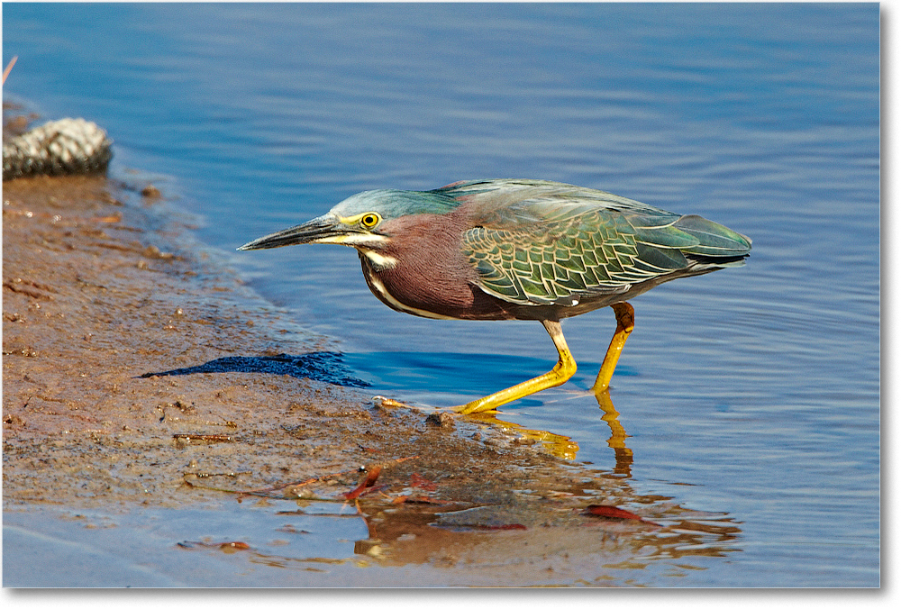 GreenHeron-ChincoNWR-2012June_D4B0961 copy