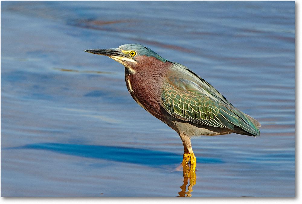 GreenHeron-ChincoNWR-2012June_D4B0994 copy