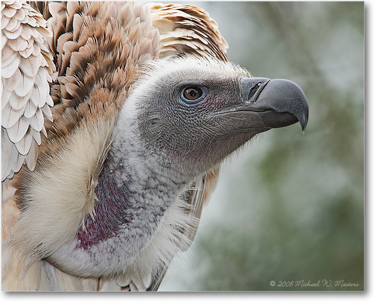 AfricanWhiteBackedVulture_(Captive)_StAugFL_08Jan_1Ds2_E0K2711