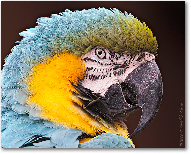 Blue&GoldMacaw_(Captive)_StAugFL_08Jan_1Ds2_E0K2742