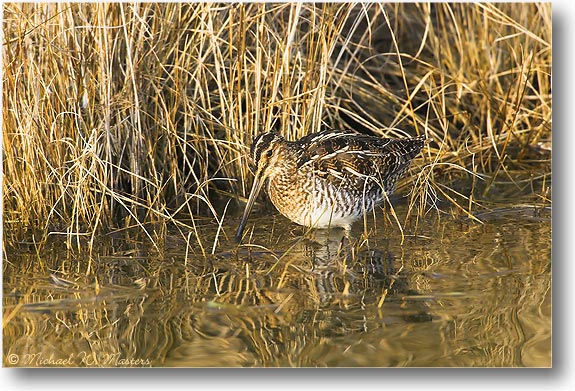 CommonSnipe_ChincoNWR_2005Mar_E0K2127-01