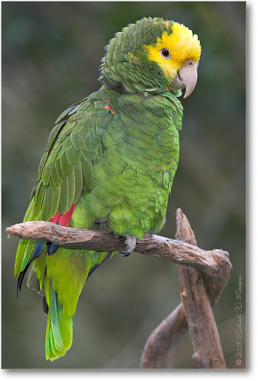 GreenParrot_(Captive)_StAugFL_08Jan_1Ds2_E0K2785