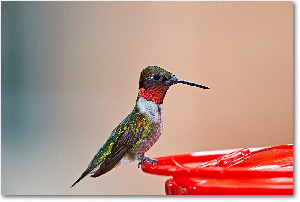 RubyThroat_Virginia_2016Jul_3DXA2188 copy