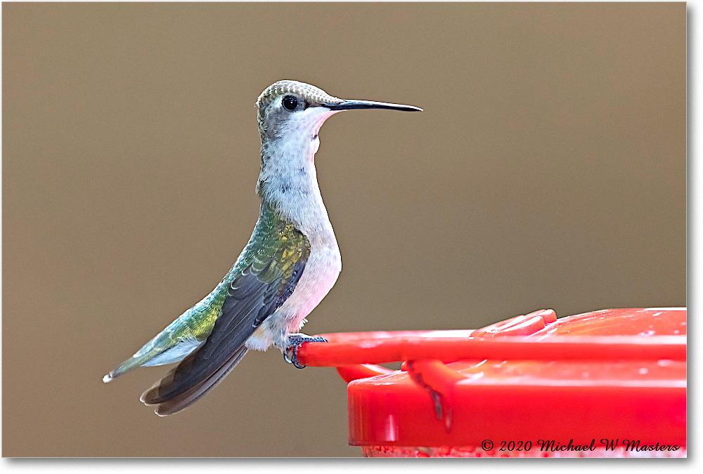RubyThroat_Virginia_2020Aug_R5A00196 copy