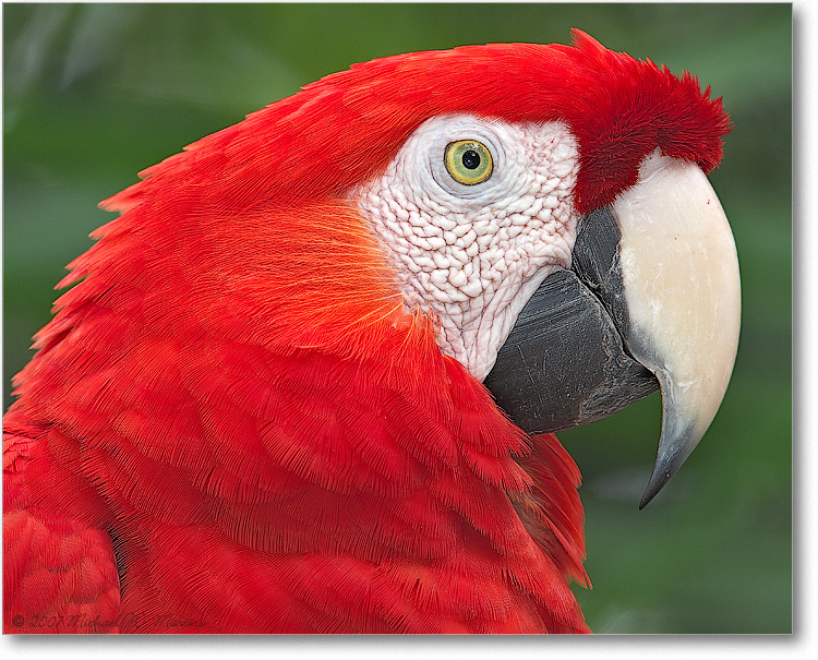 ScarletMacaw_(Captive)_StAugFL_08Jan_1Ds2_E0K2756