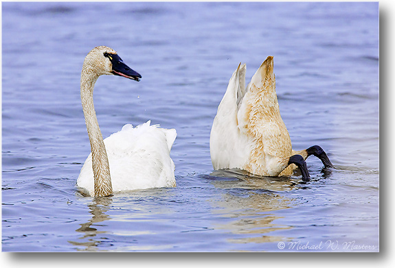 Tundra-Swans-E0K1810-01
