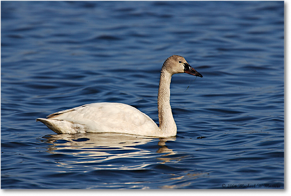 TundraSwan_ChincoNWR-sc_2006Mar_E0K7344 copy
