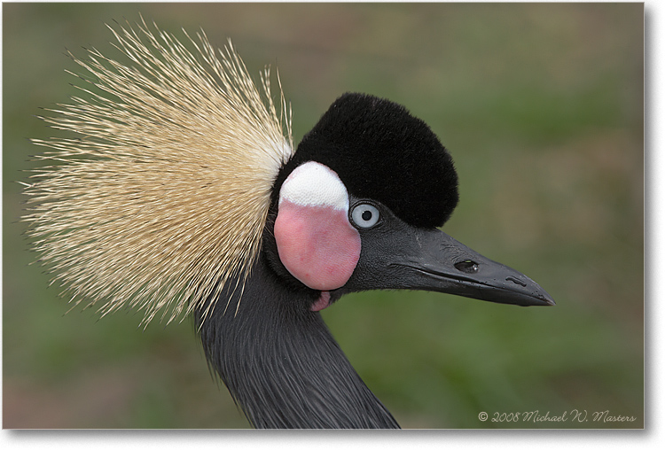 WestAfricanCrownedCrane_(Captive)_StAugFL_08Jan_1Ds2_E0K2707