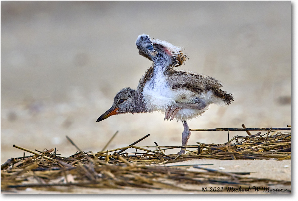 Oystercatcher_Assateague_2022Jun_R5A06511 copy