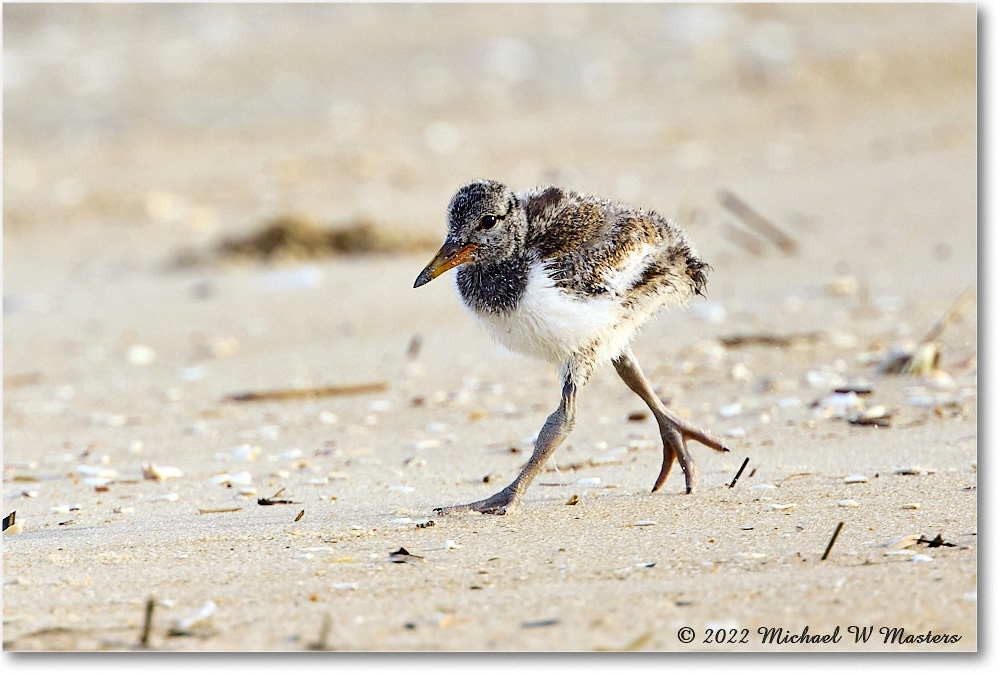 Oystercatcher_Assateague_2022Jun_R5A06698 copy