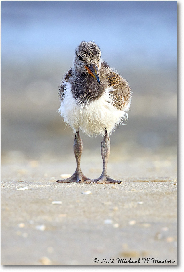 Oystercatcher_Assateague_2022Jun_R5A06827 copy
