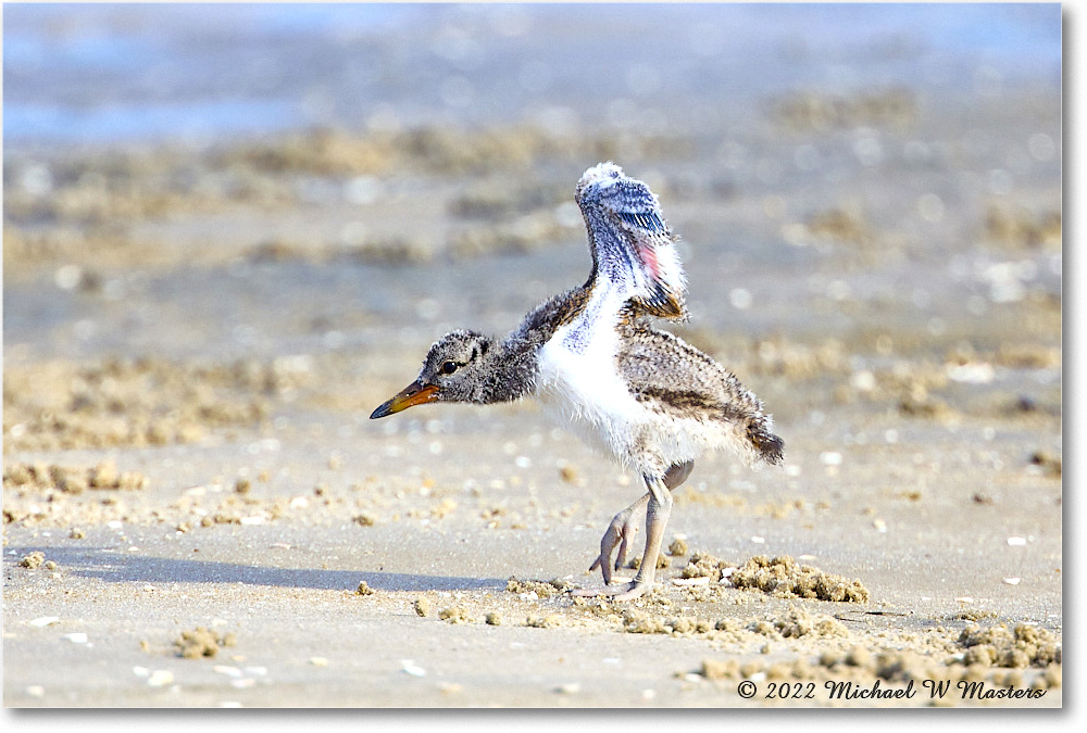 Oystercatcher_Assateague_2022Jun_R5A06958 copy