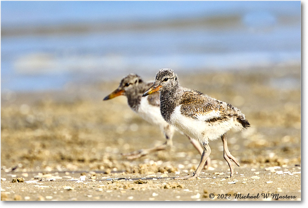 Oystercatcher_Assateague_2022Jun_R5A06978 copy