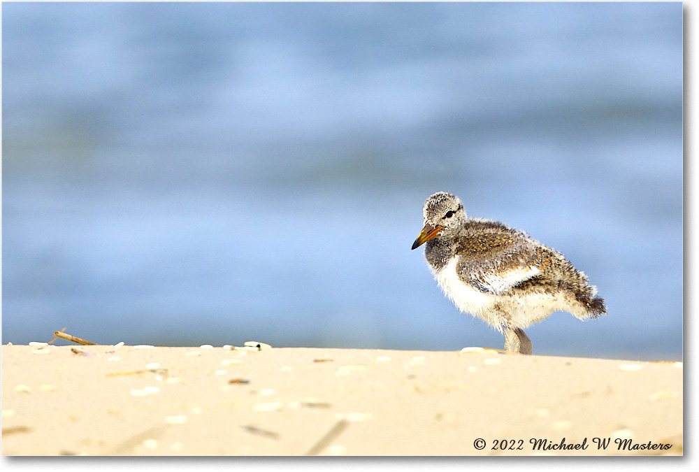 Oystercatcher_Assateague_2022Jun_R5A07115 copy