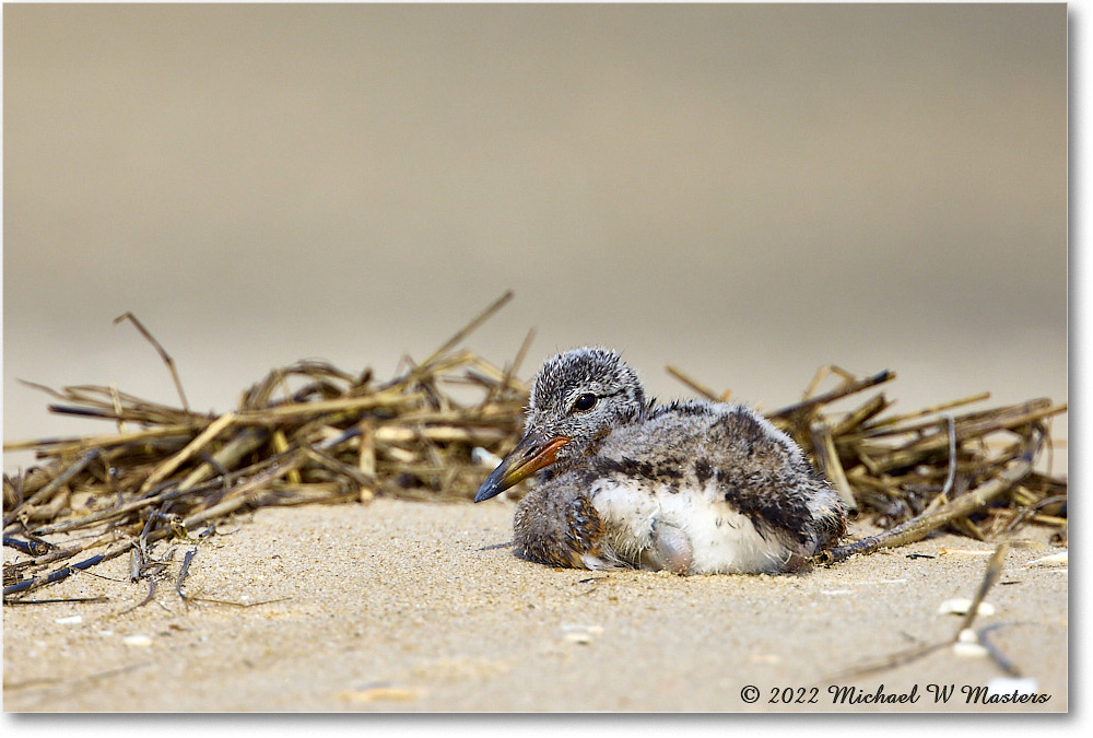 Oystercatcher_Assateague_2022Jun_R5A07226 copy