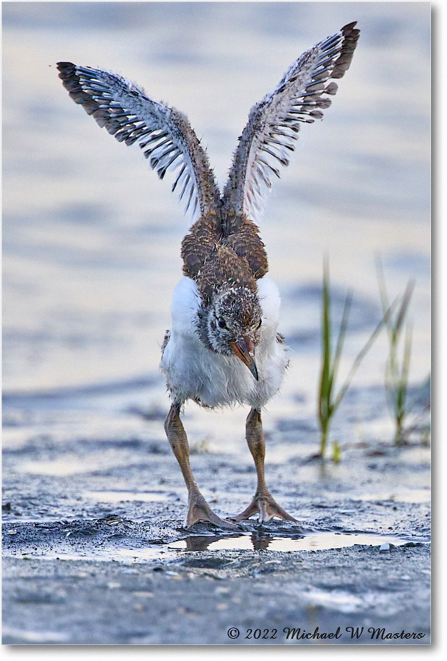 Oystercatcher_Assateague_2022Jun_R5A10368 copy