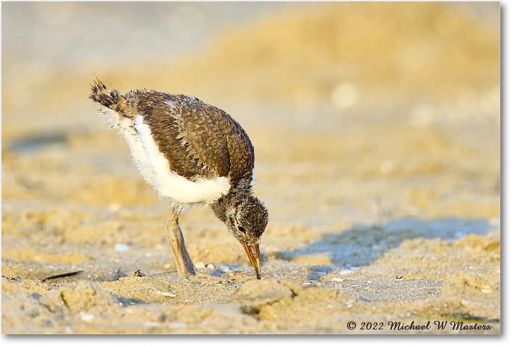 Oystercatcher_Assateague_2022Jun_R5A10816 copy