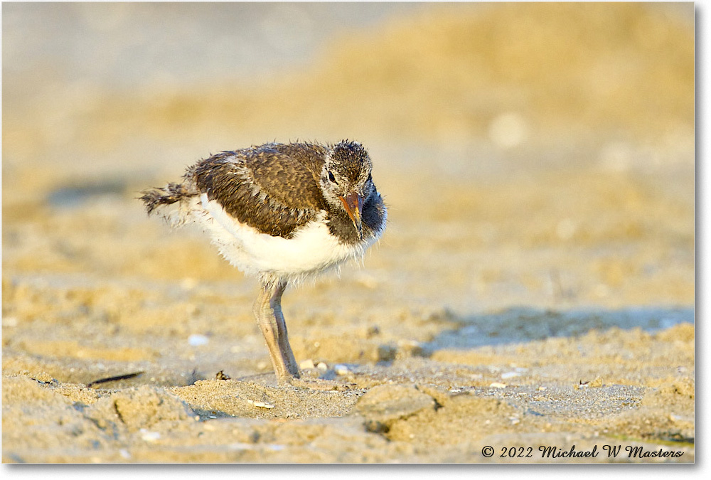 Oystercatcher_Assateague_2022Jun_R5A10823 copy