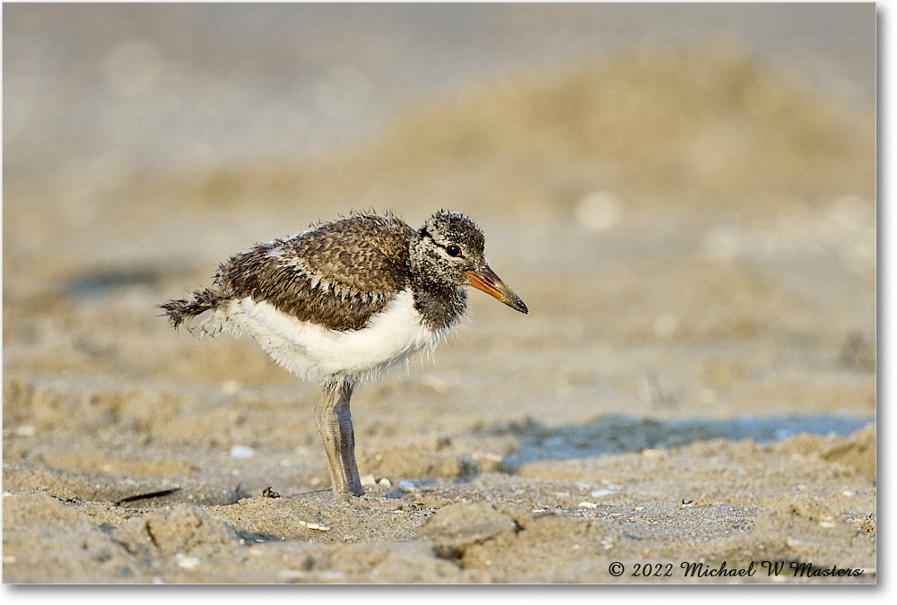 Oystercatcher_Assateague_2022Jun_R5A10835 copy