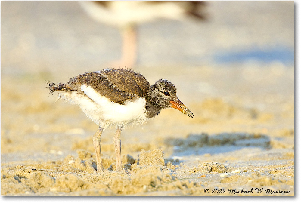 Oystercatcher_Assateague_2022Jun_R5A10882 copy