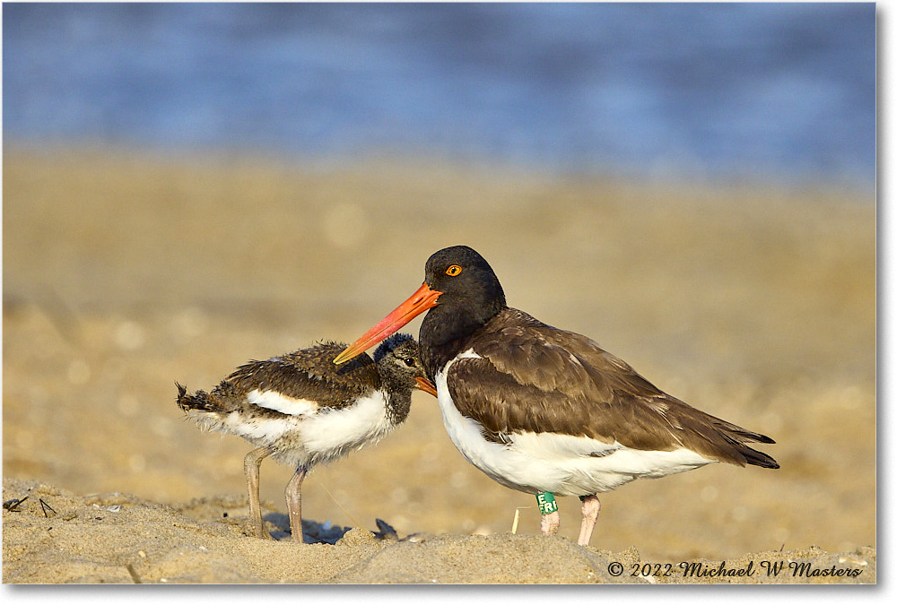 Oystercatcher_Assateague_2022Jun_R5A10989 copy