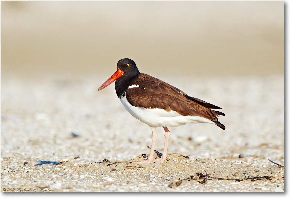 Oystercatcher-ChincoNWR-2013June_D5A0867
