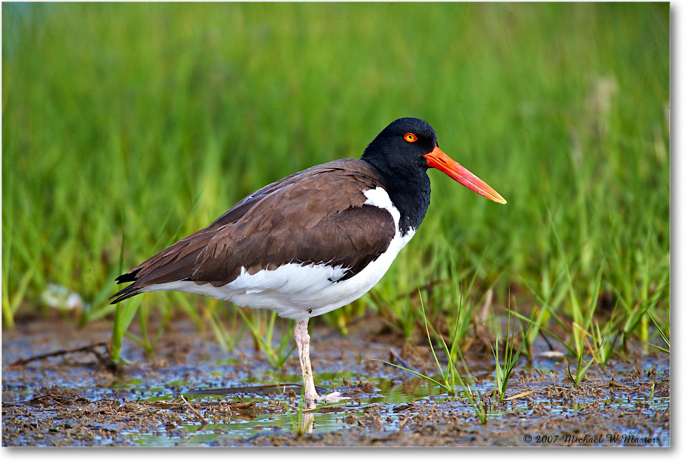 Oystercatcher_Assateague_2007May_E0K0690 copy