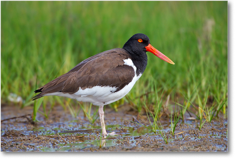 Oystercatcher_Chinco_E0K0690