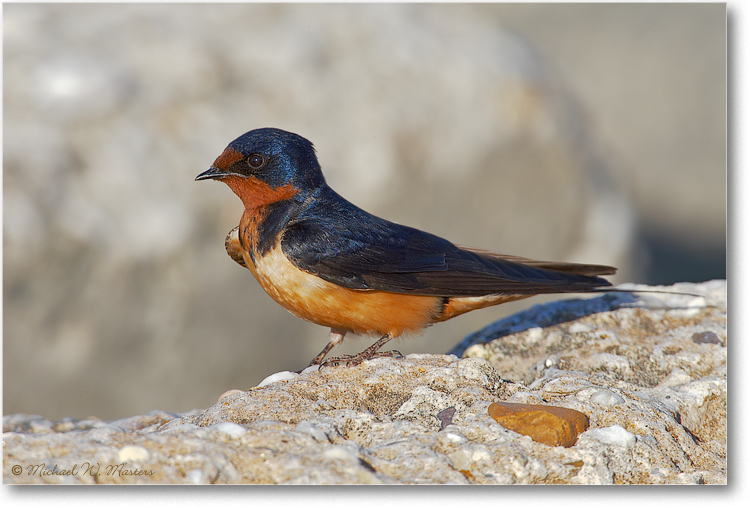 BarnSwallow_Delaware_E0K0250
