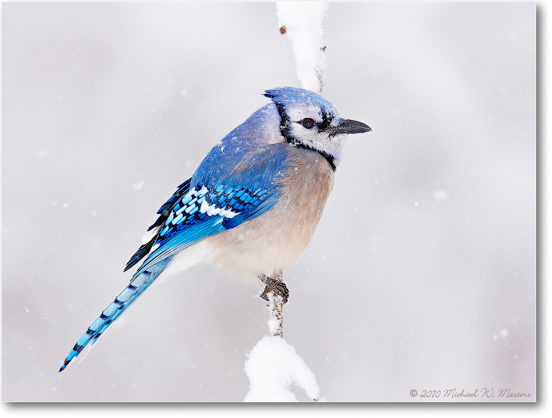 Bluejay_Virginia_2010Feb_S3A1021