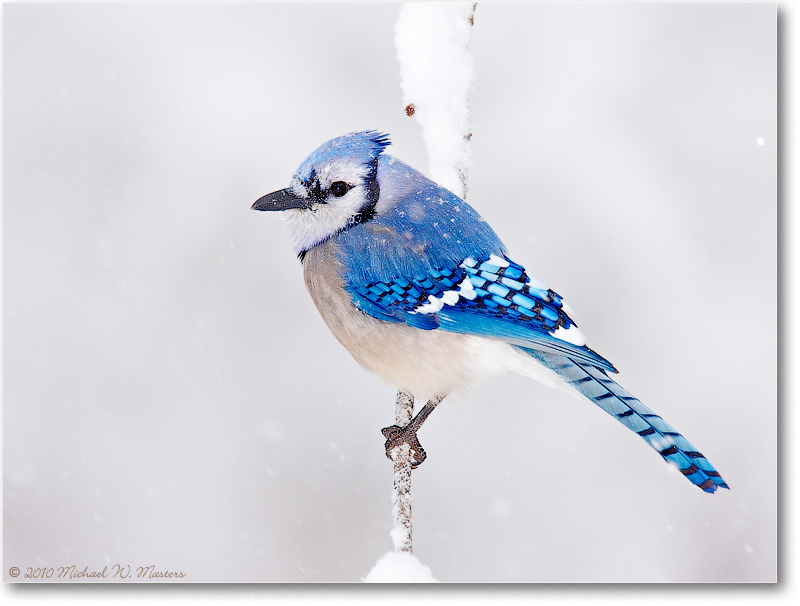 Bluejay_Virginia_2010Feb_S3A1025