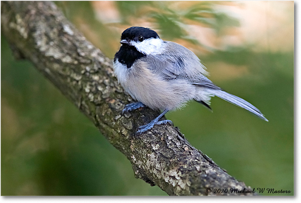 Chickadee_Virginia_2020Aug_R5A00256 copy
