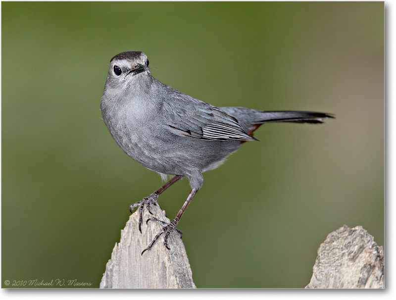 GrayCatbird_Virginia_2010May_D4A0615
