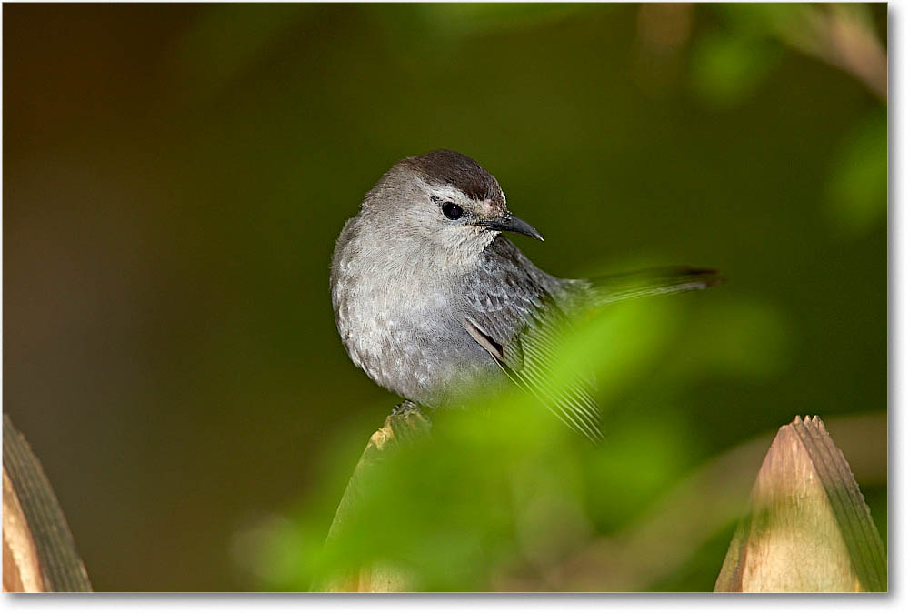 GrayCatbird_Virginia_2016May3DXA0011 copy