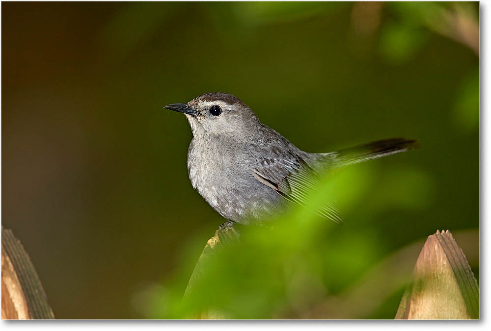 GrayCatbird_Virginia_2016May3DXA0015 copy