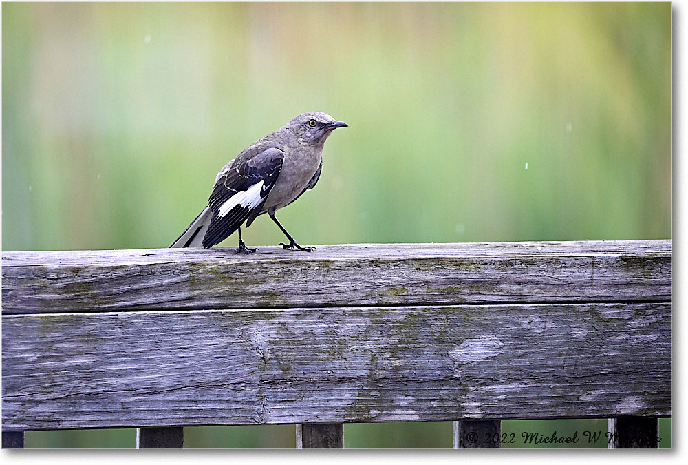Mockingbird_Chincoteague_2022Jun_5DA03432 copy
