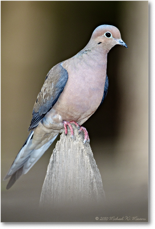 MourningDove_Virginia_2010Apr_D4A0093