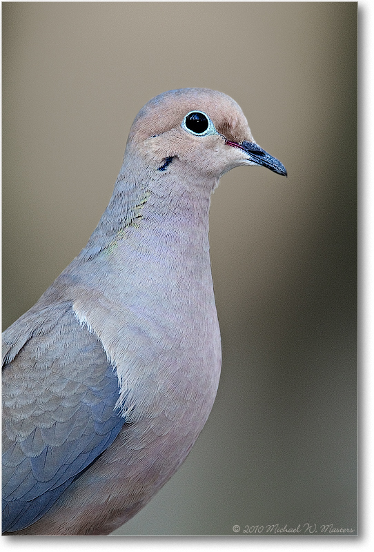 MourningDove_Virginia_2010Apr_D4A0313