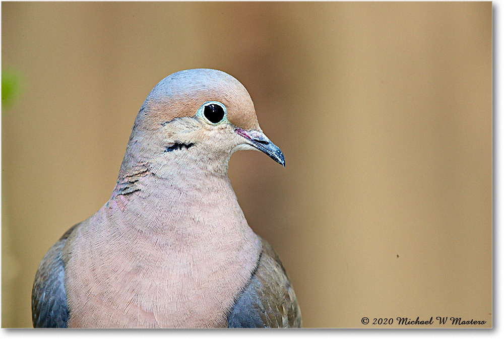 MourningDove_Virginia_2020Apr_3DXA3769 copy