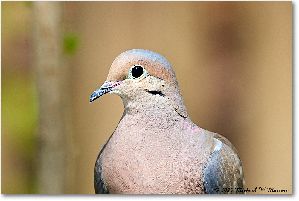 MourningDove_Virginia_2020Apr_3DXA3775 copy