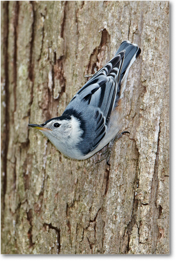 Nuthatch-Virginia-2012May_D4B0439 copy