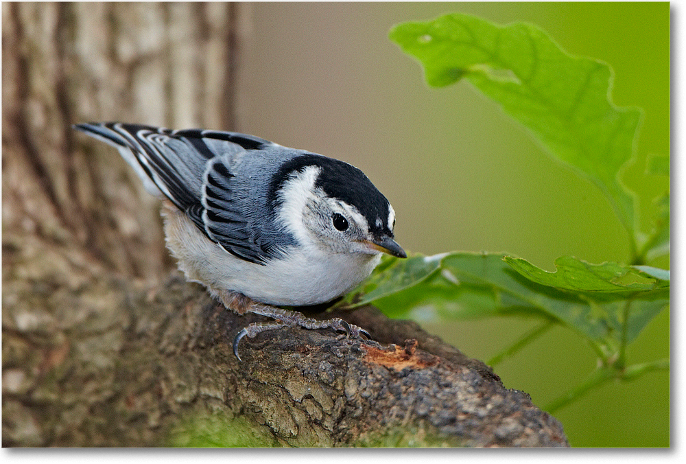 Nuthatch-Virginia-2012May_D4B0459 copy