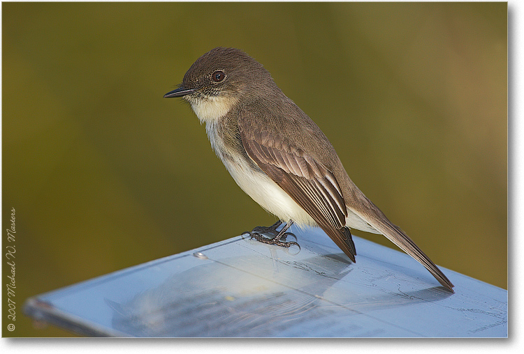 PhoebeEastern_SharkValleyFL_08Jan_1Ds2_E0K8742