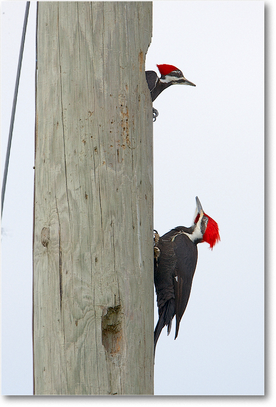 PlieatedWoodpecker-JoeOverstreetRdFL-2011Feb_S3A6815 copy